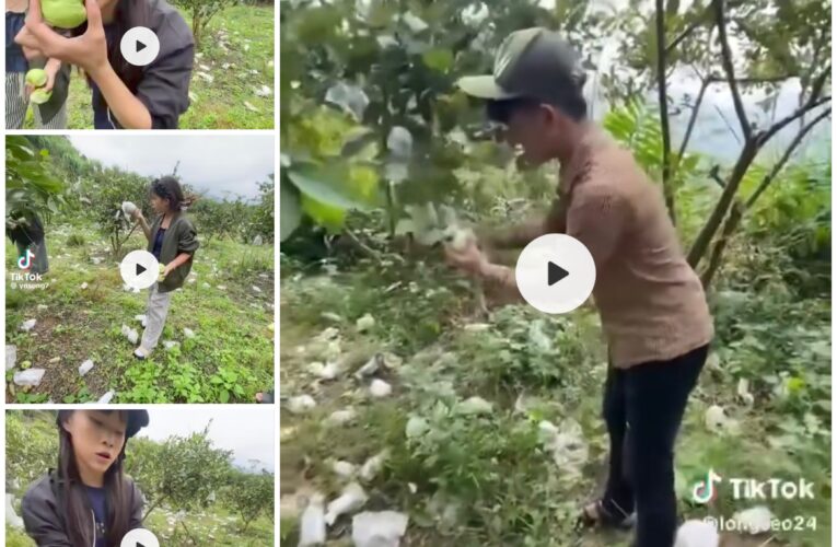 Video gây phẫn nổ của nhóm trẻ tại Lào Cai hái ổi vứt đi